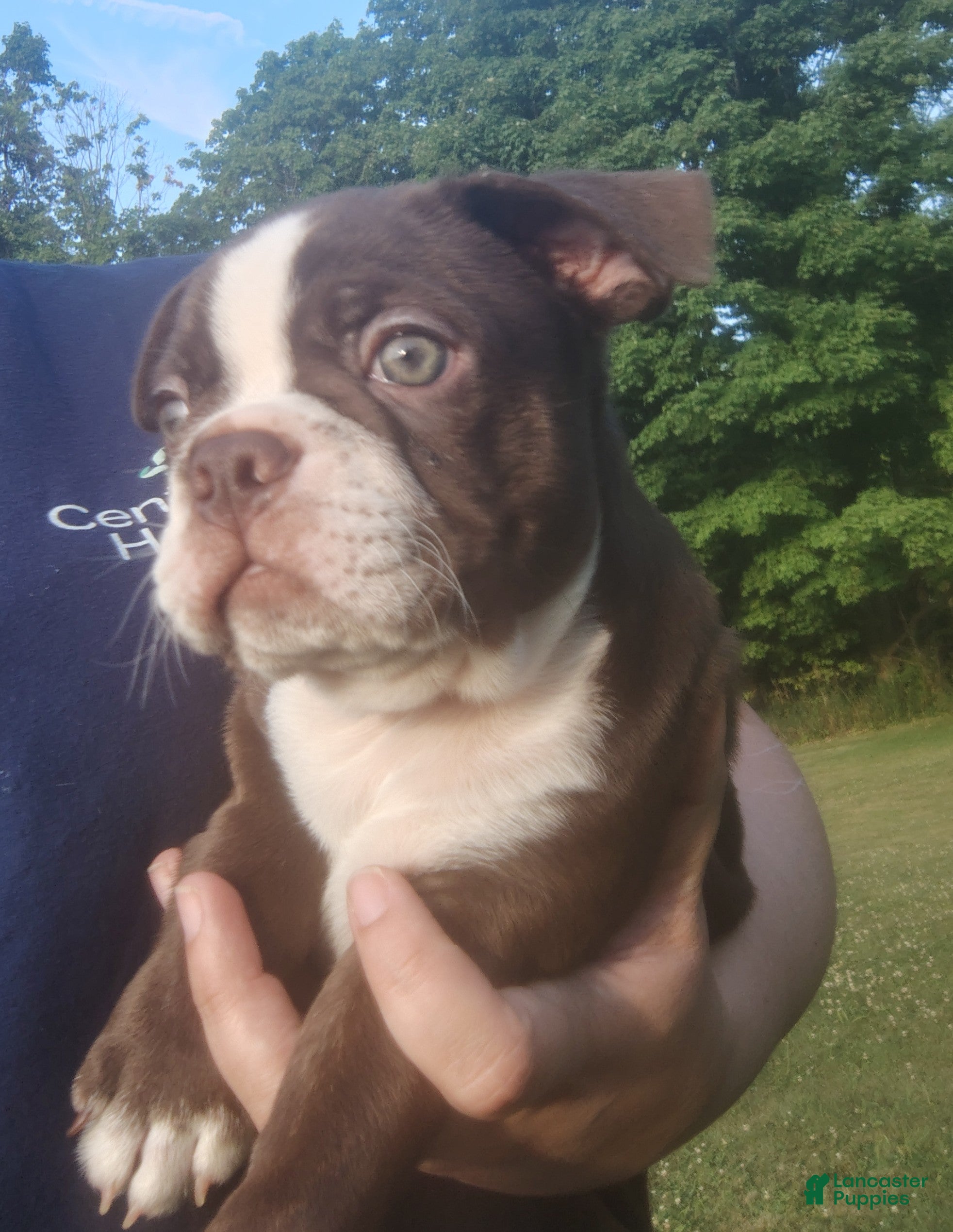 Boston Terrier dogs Mocha  - Ad 1