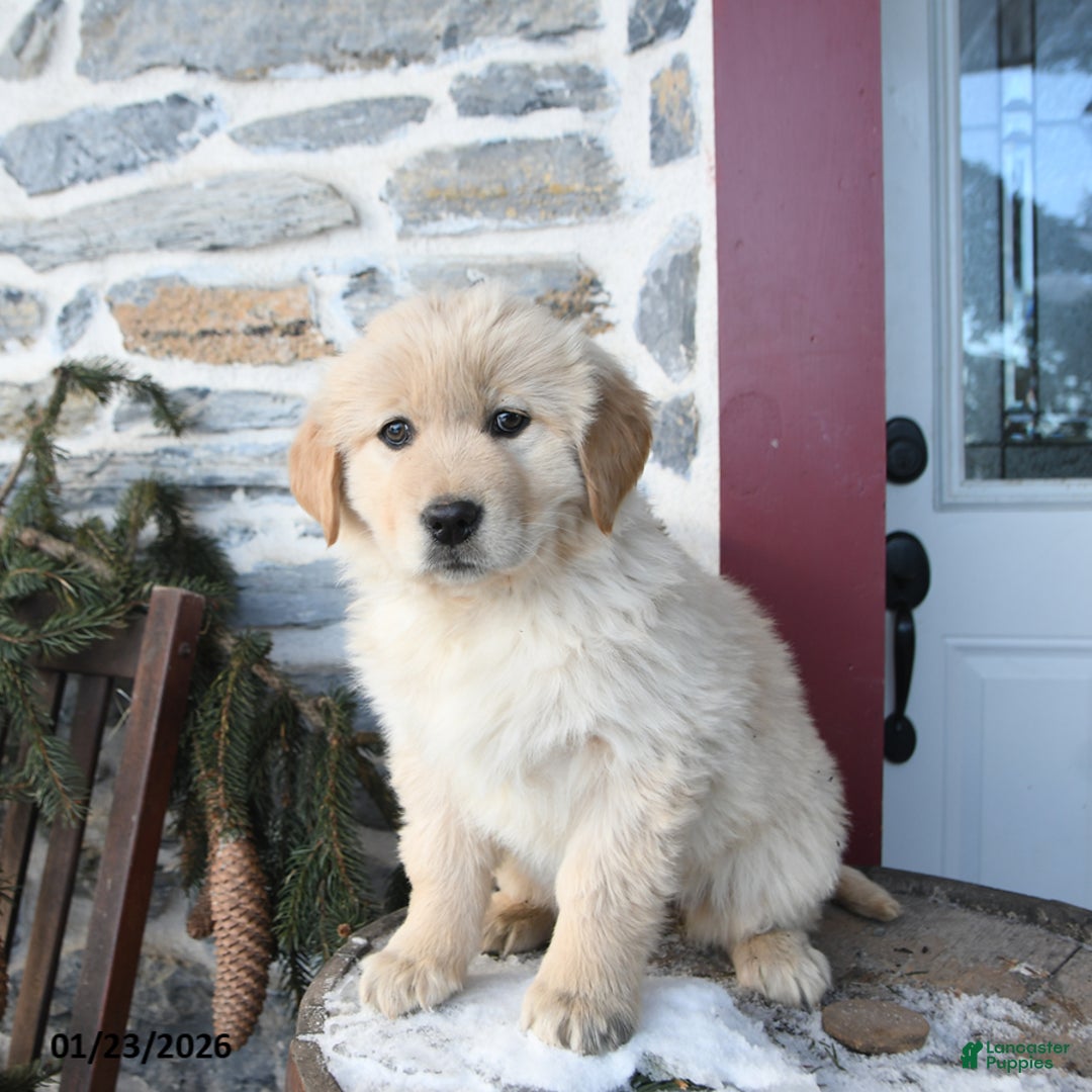 Mixed Breed dogs for sale: Skittles - Ad 1