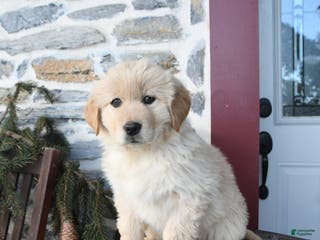 Mixed Breed dogs Skittles - Ad 11