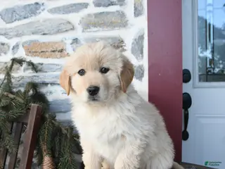 Mixed Breed dogs Skittles - Ad 14