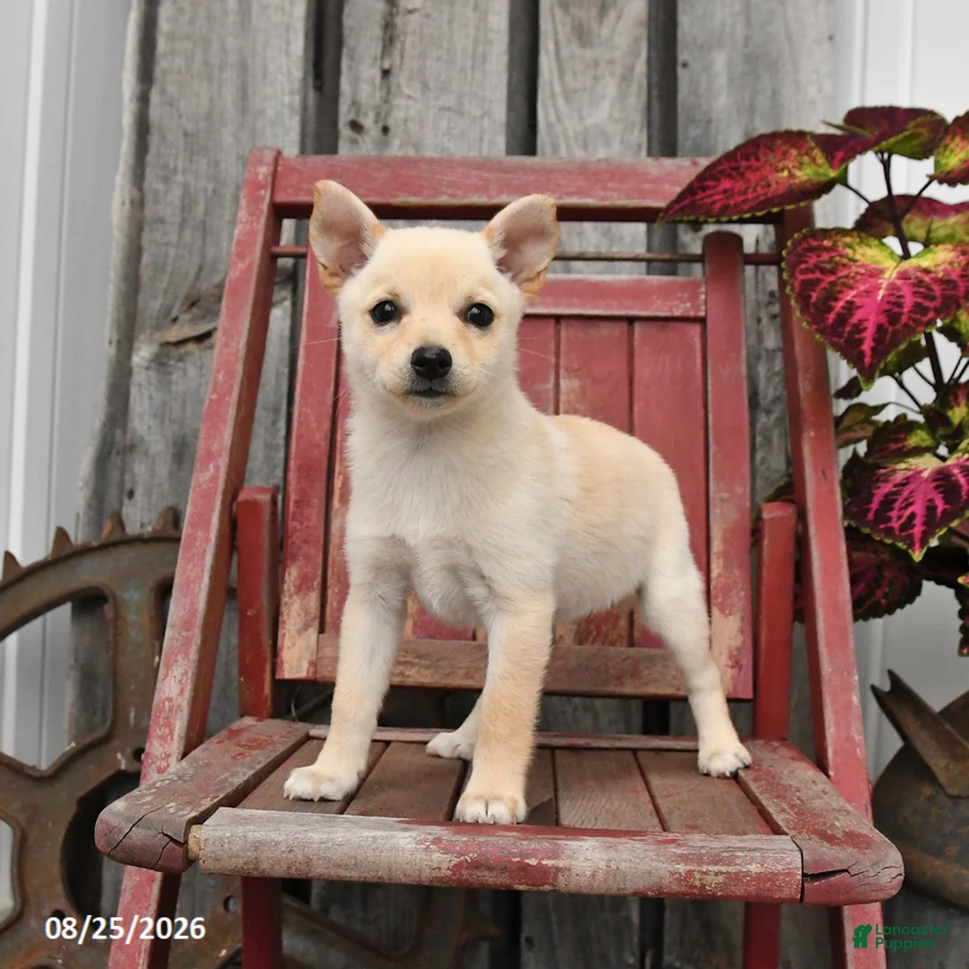Mixed Breed dogs for sale: Willow - Ad 1