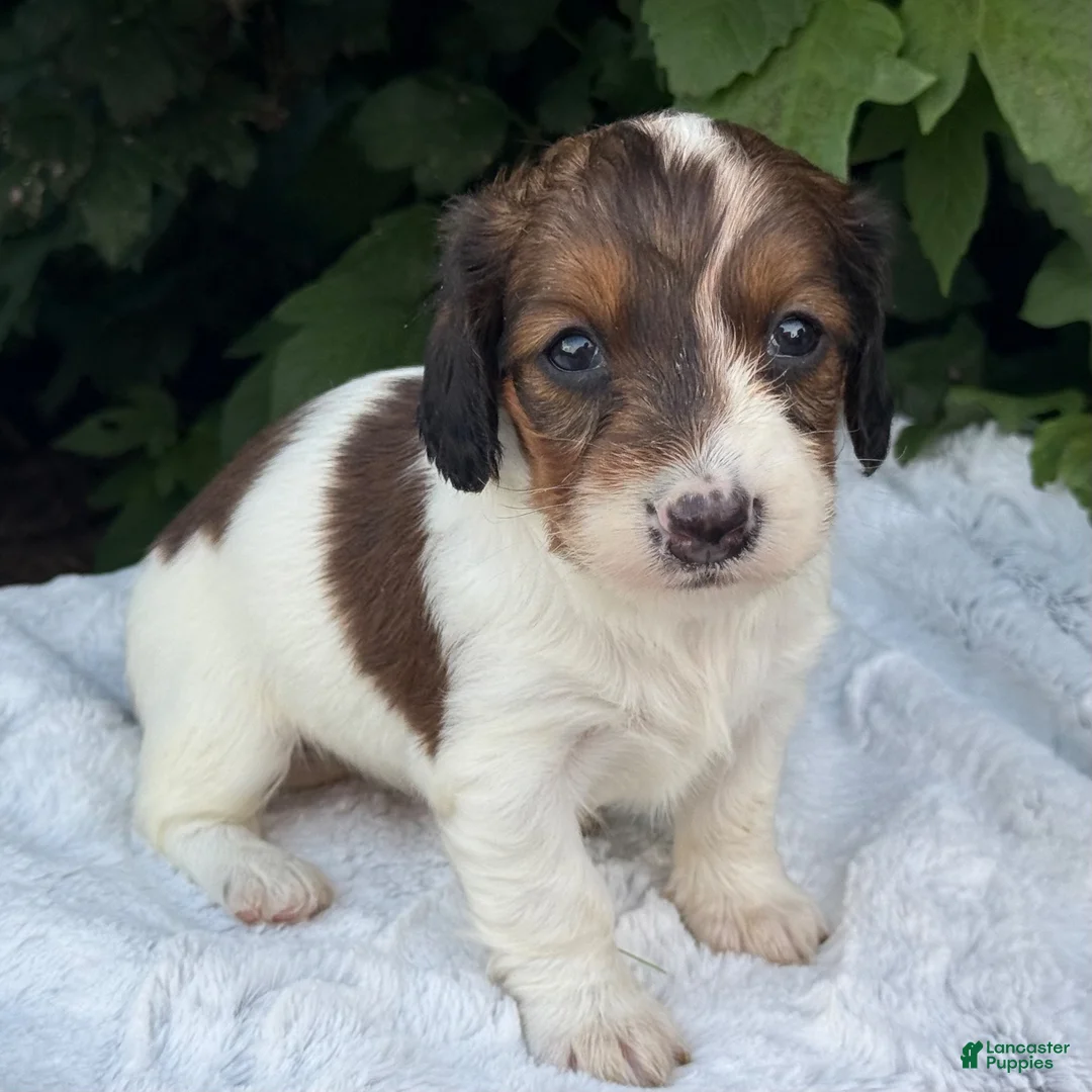 Miniature Dachshund dogs for sale: Nicki - Ad 4