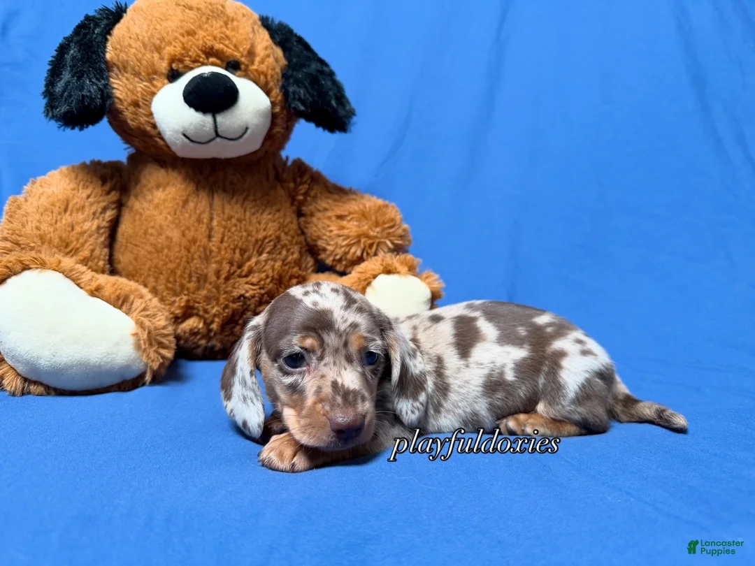 Miniature Dachshund dogs for sale: Chocolate dapple smooth coat male AKC - Ad 2