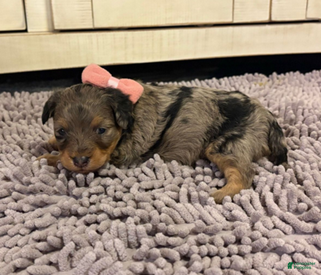 Mixed Breed dogs for sale: Aurora - Ad 1