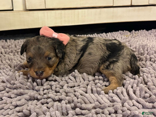 Mixed Breed dogs for sale: Aurora - Ad 3