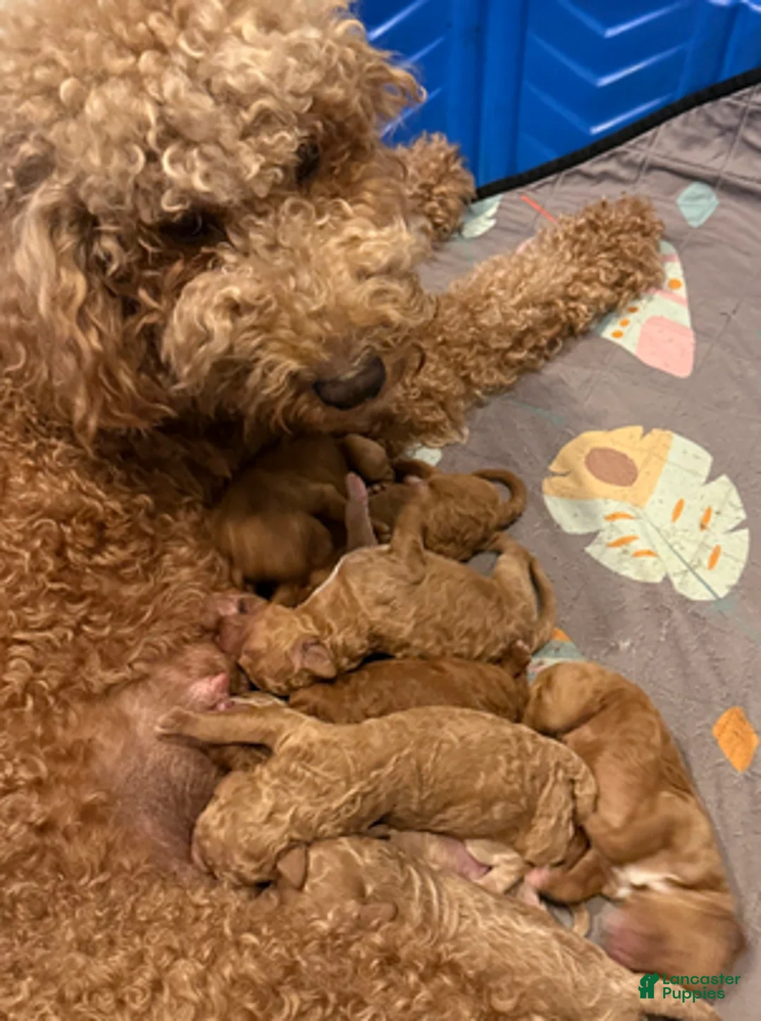 Goldendoodle dogs for sale: Male Blue Collar(Treasure) - Ad 5