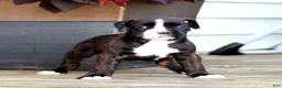 Boxer dogs for sale: Lilac  - Ad 2