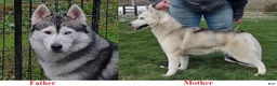 Siberian Husky dogs for sale: 3 Éowyn - Ad 3