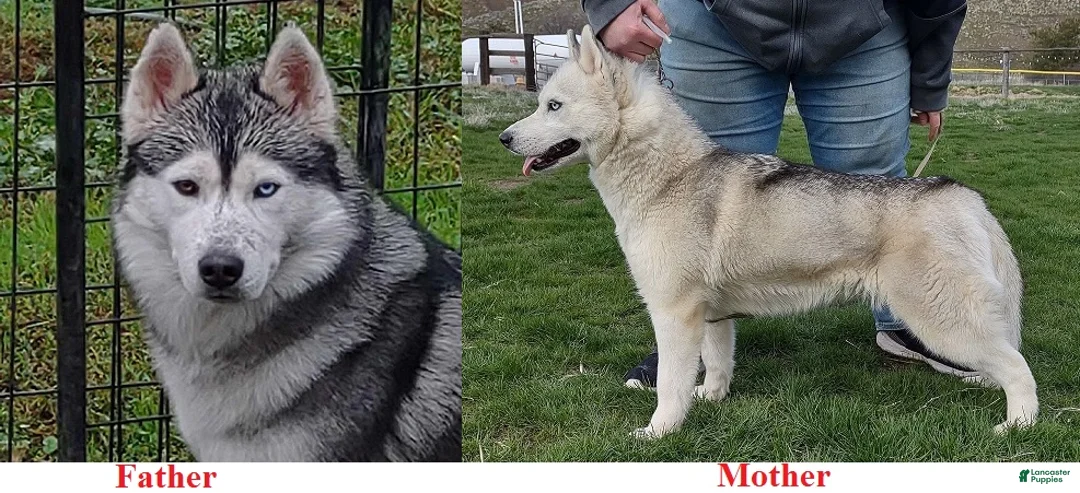 Siberian Husky dogs for sale: 2 Galadriel - Ad 2