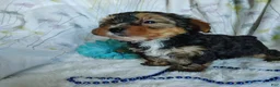 Yorkshire Terrier dogs for sale: Johnny - Ad 3
