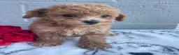 Toy Poodle dogs for sale: Blossom - Ad 4