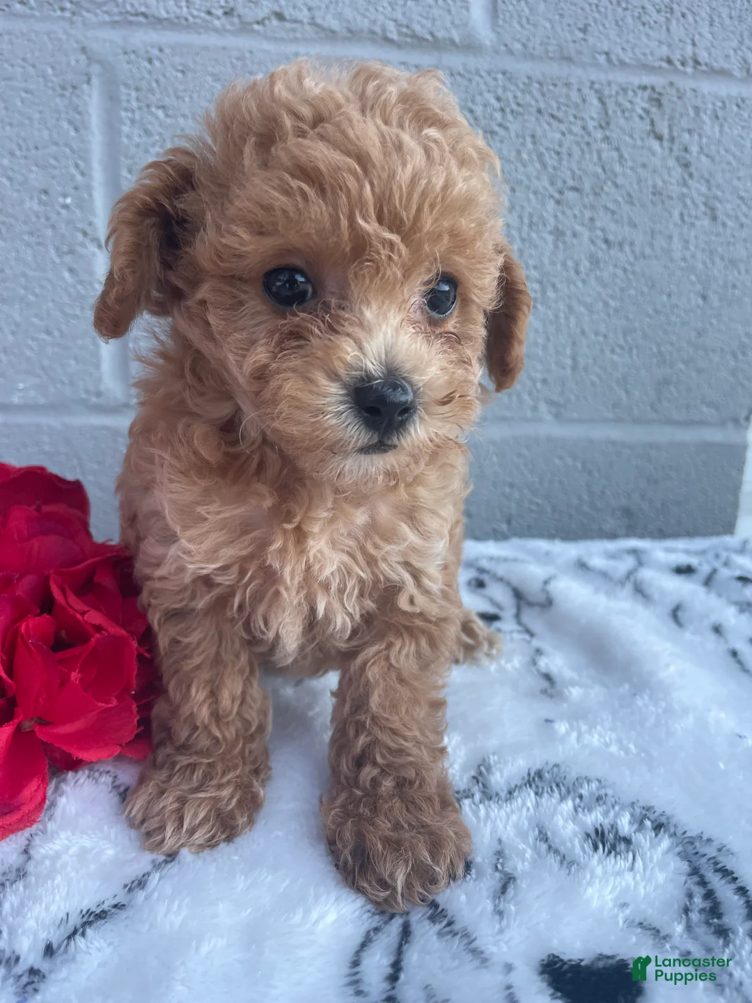 Toy Poodle dogs for sale: Blossom - Ad 4