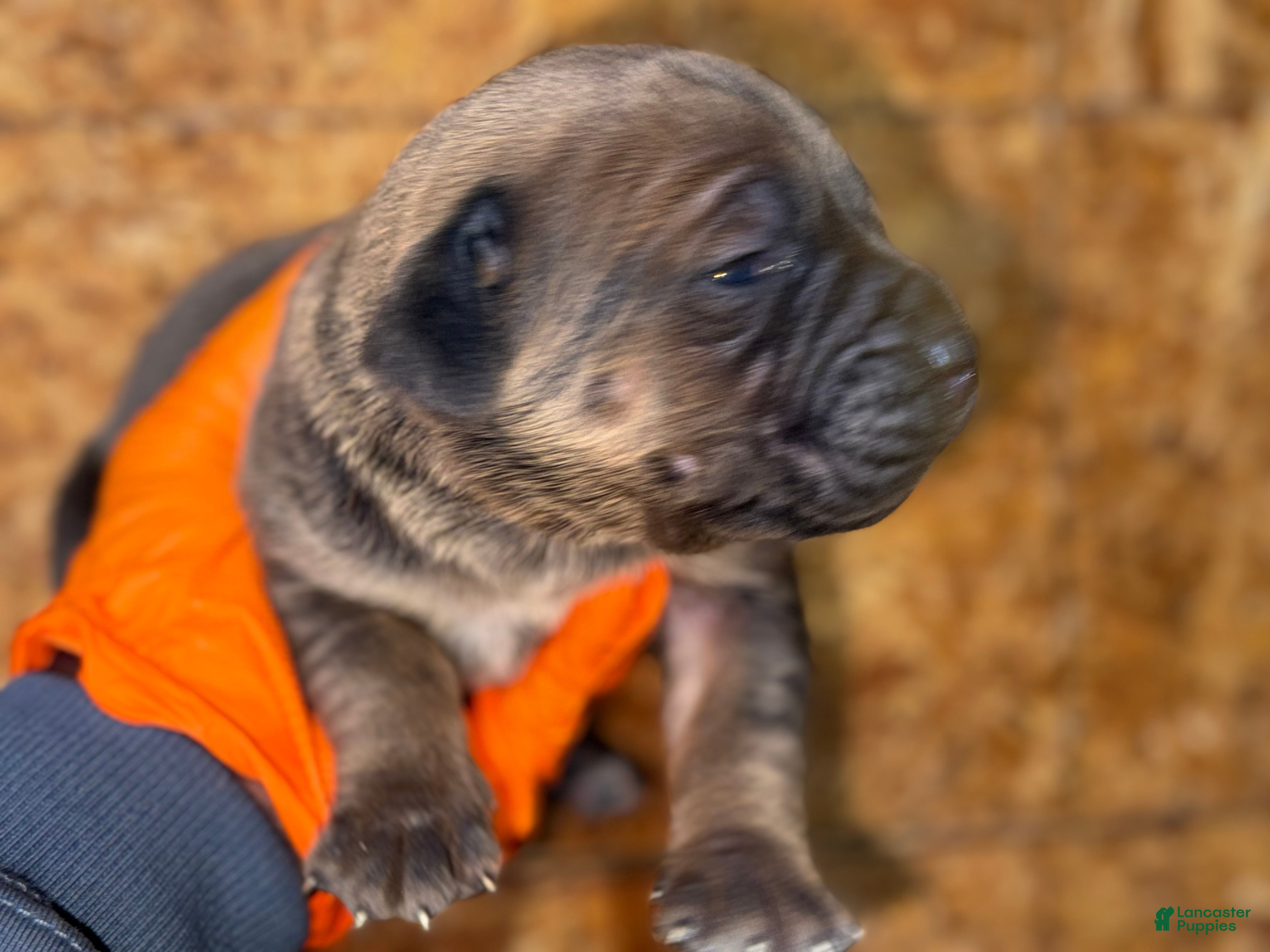 Cane Corso dogs Cane Corso Puppy 1 - Ad 33