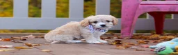 Cavachon dogs for sale: Cooper - Ad 4