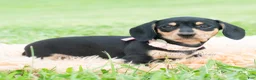 Miniature Dachshund dogs for sale: Espresso - Ad 3
