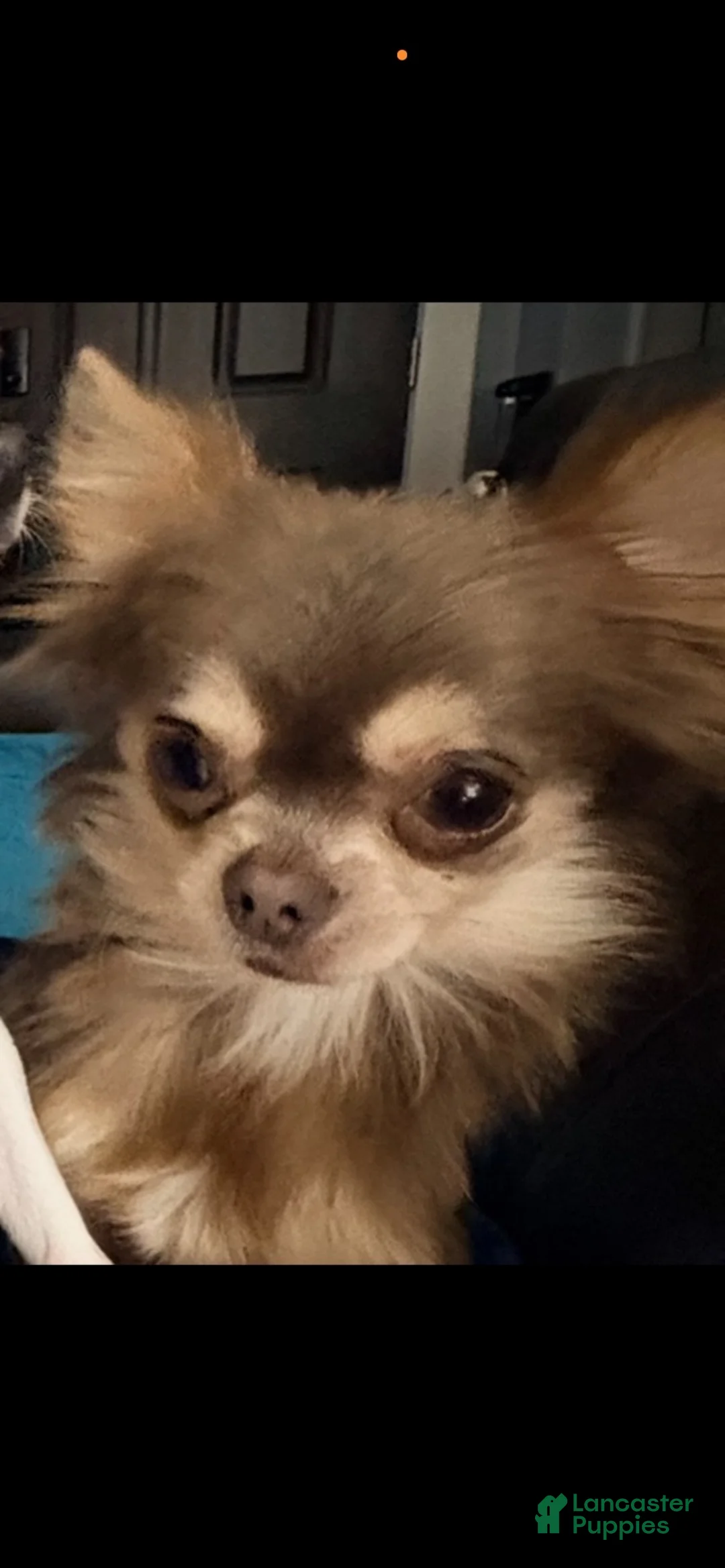 Chihuahua dogs for sale: Blue sable and white  - Ad 5