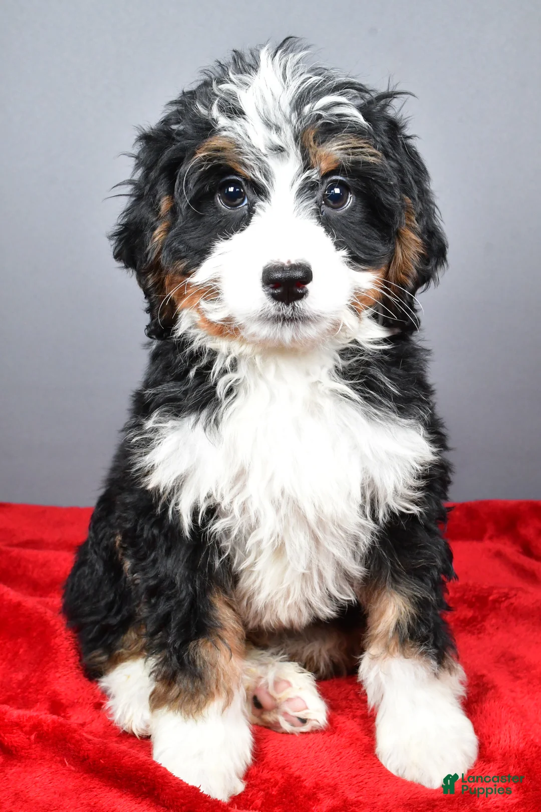 Mini Bernedoodle dogs for sale: Emma - Ad 8