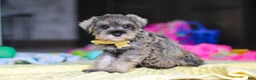 Miniature Schnauzer dogs for sale: Henry - Ad 3