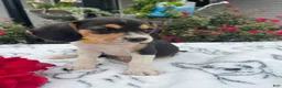 Beagle dogs for sale: Bella - Ad 3