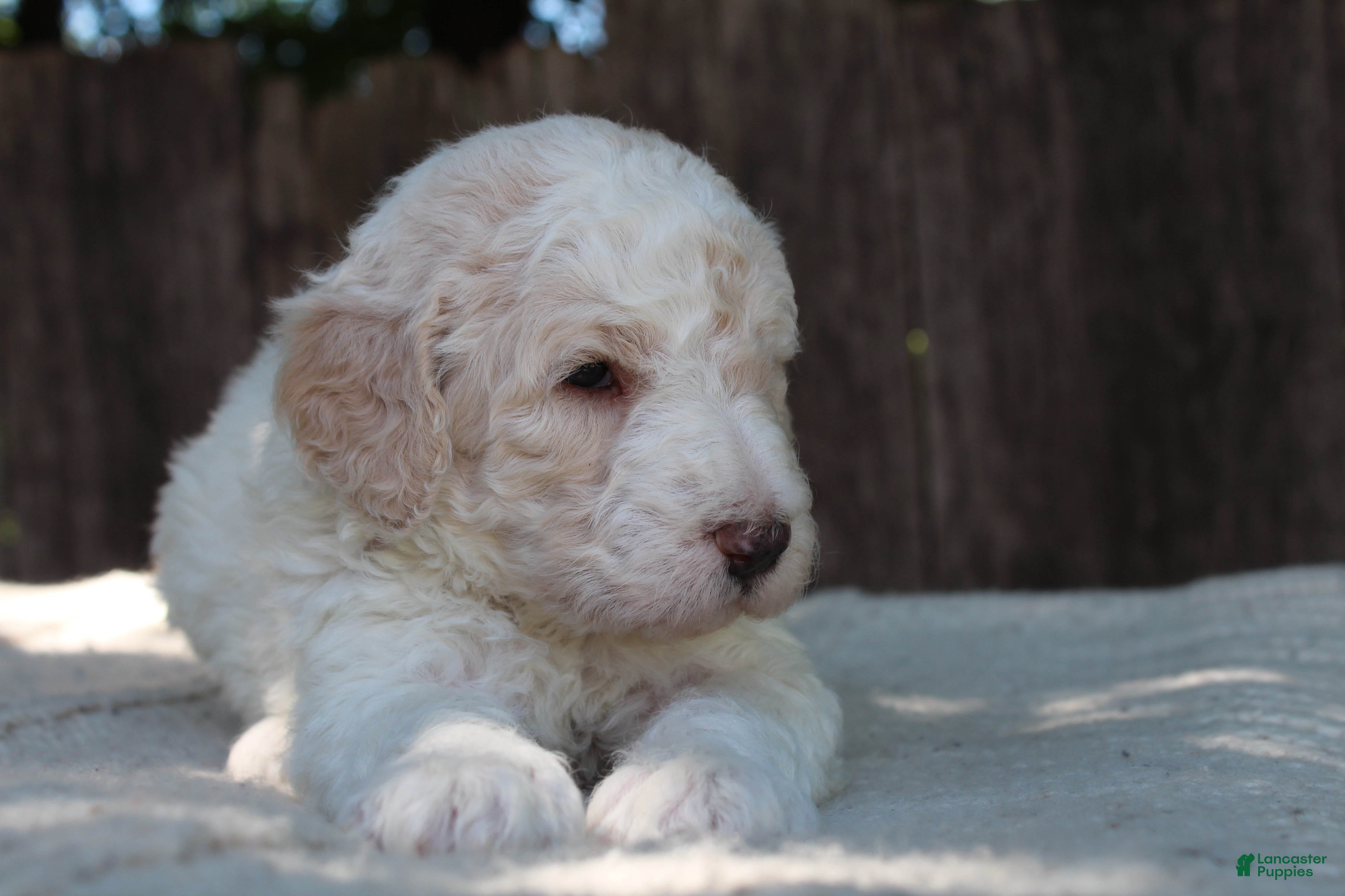 Standard Poodle dogs for sale: Canyon AKC Standard Poodle  - Ad 9