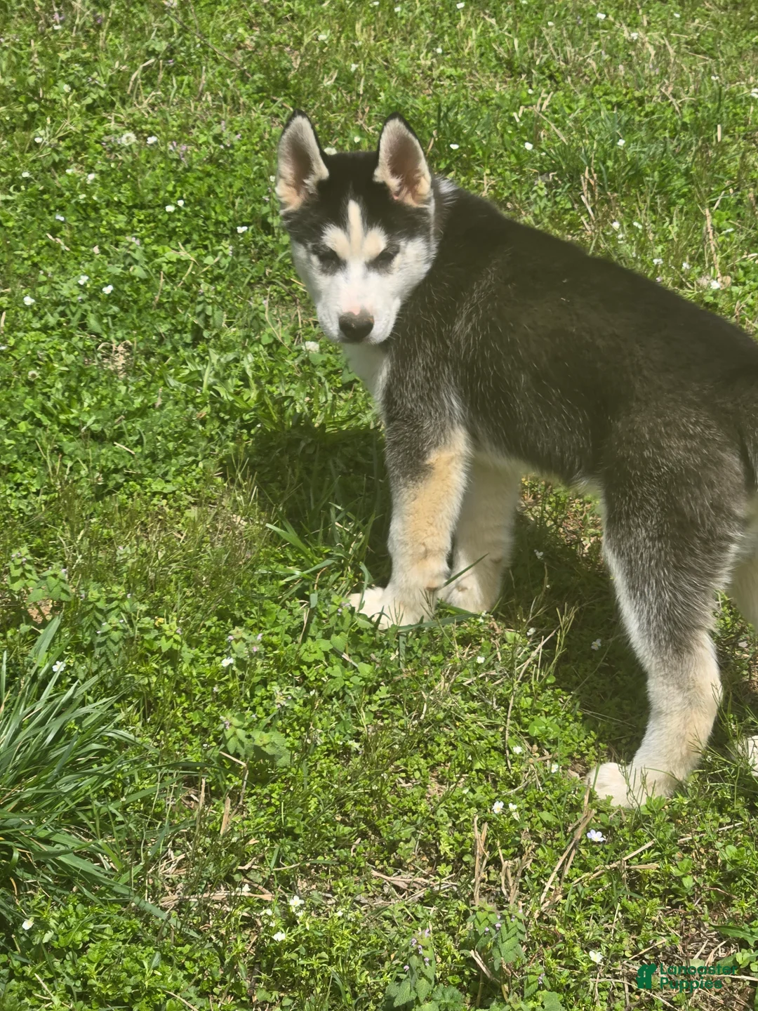 Siberian Husky dogs for sale: Siberian Husky Puppy 1 - Ad 6