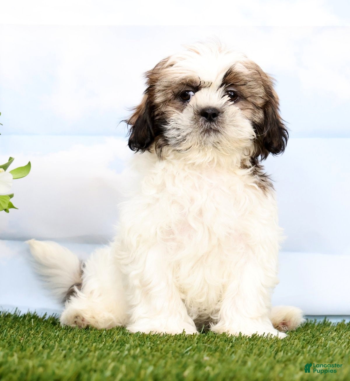 Shih Tzu dogs Daisy - Ad 2
