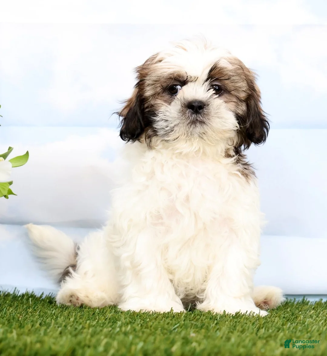 Shih Tzu dogs for sale: Daisy - Ad 2