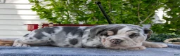Beabull dogs for sale: Jackie - Ad 2