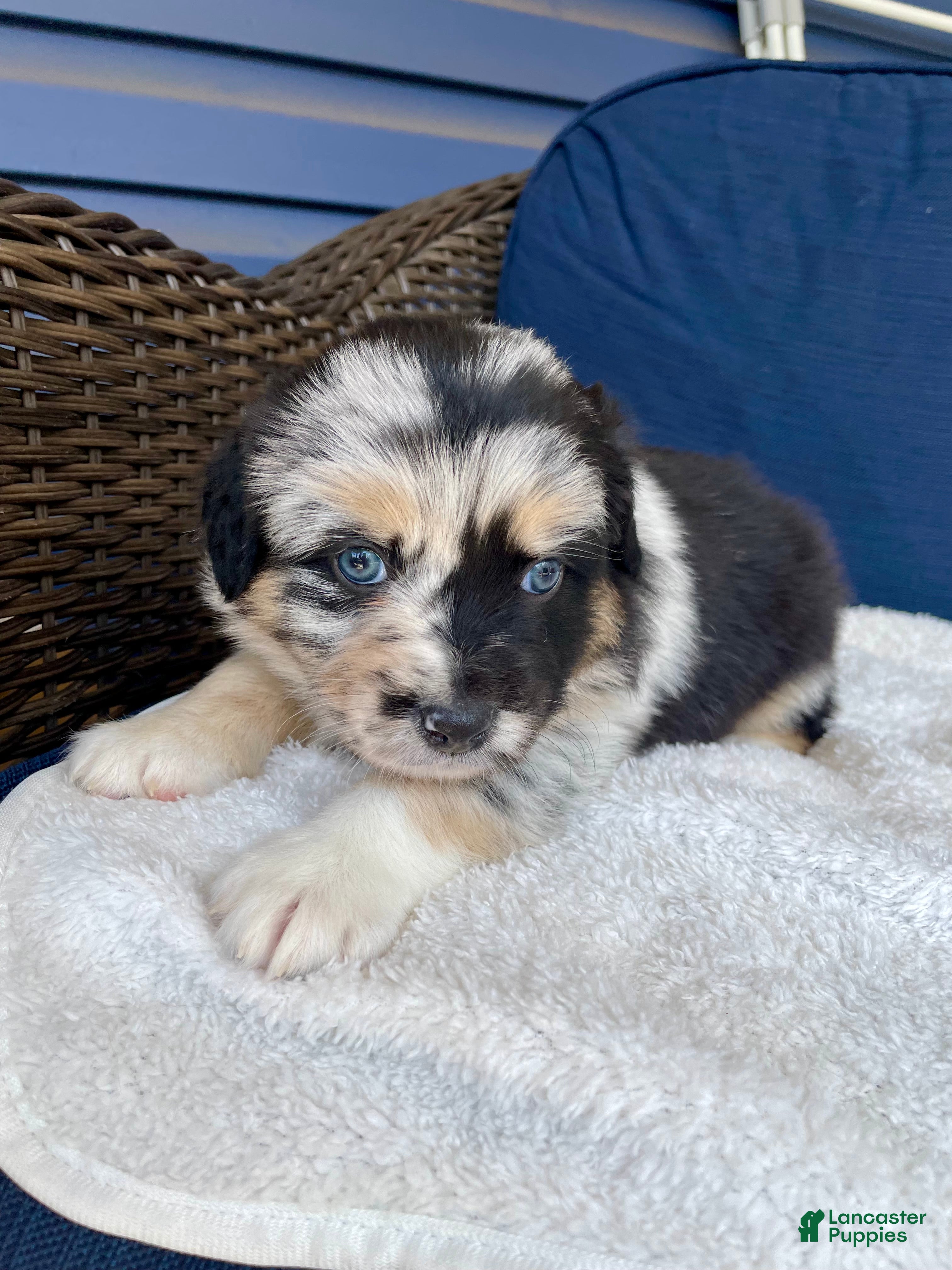 Australian Shepherd dogs Sheira - Ad 13