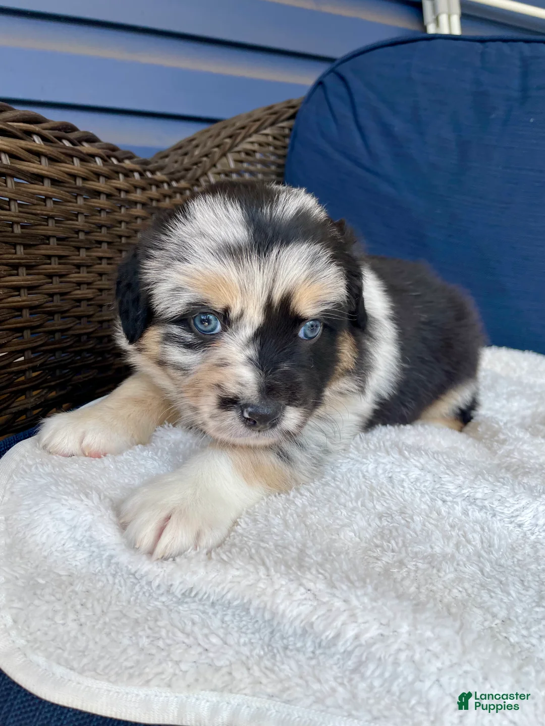 Australian Shepherd dogs for sale: Sheira - Ad 2