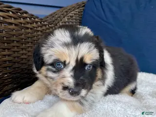 Australian Shepherd dogs Sheira - Ad 13