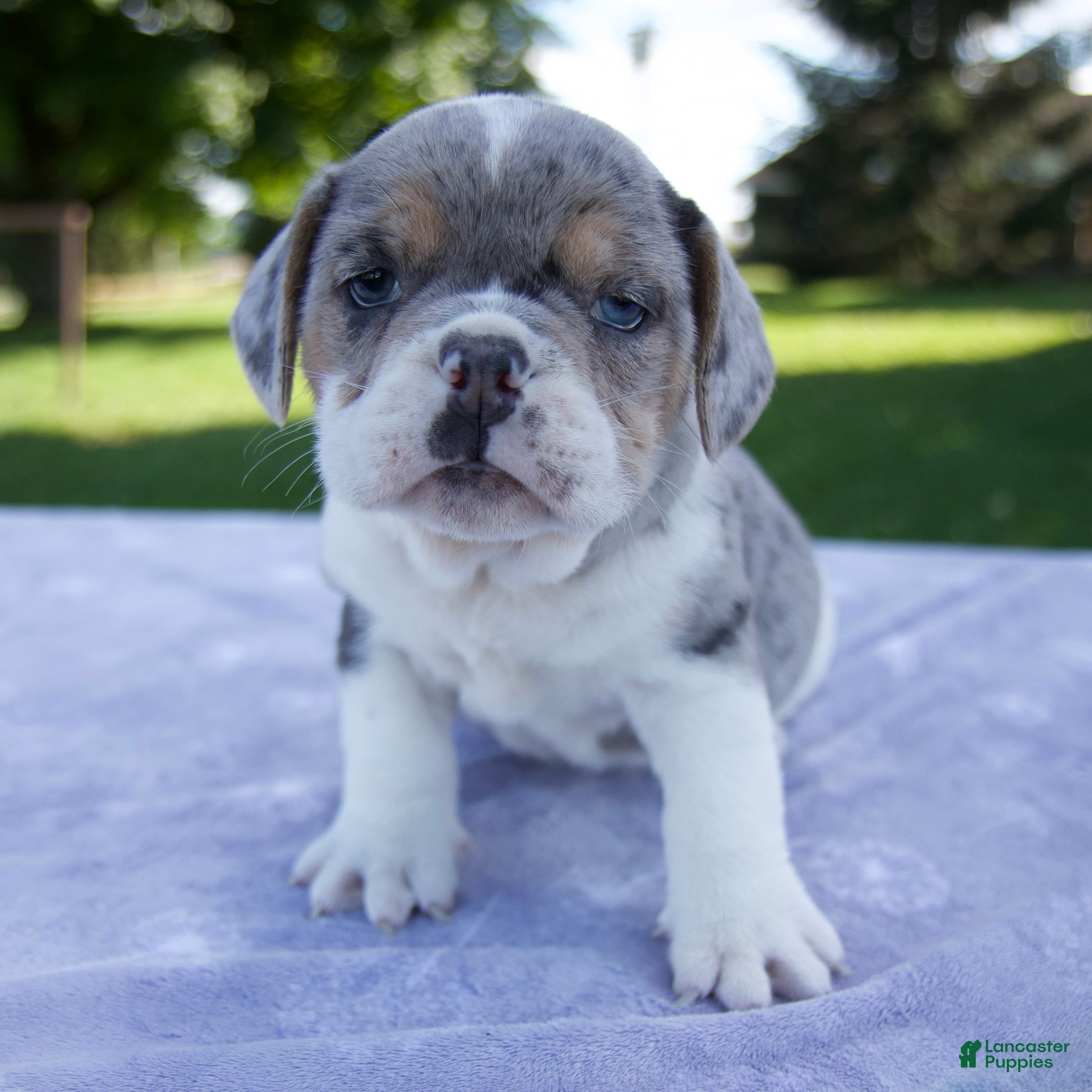 Beabull dogs Hazel - Ad 1