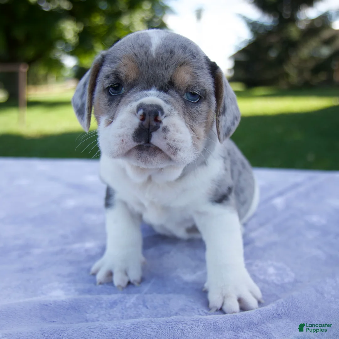 Beabull dogs for sale: Hazel - Ad 1