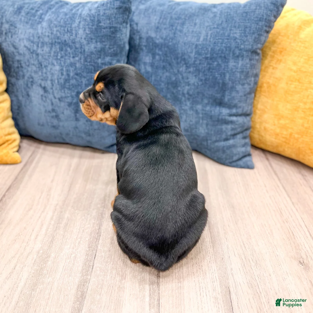 Mixed Breed dogs for sale: Gage - Ad 3