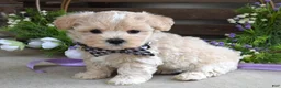Maltipoo dogs for sale: Leo - Ad 8