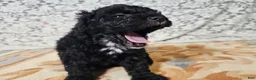 Mini Goldendoodle dogs for sale: Cole - Ad 3