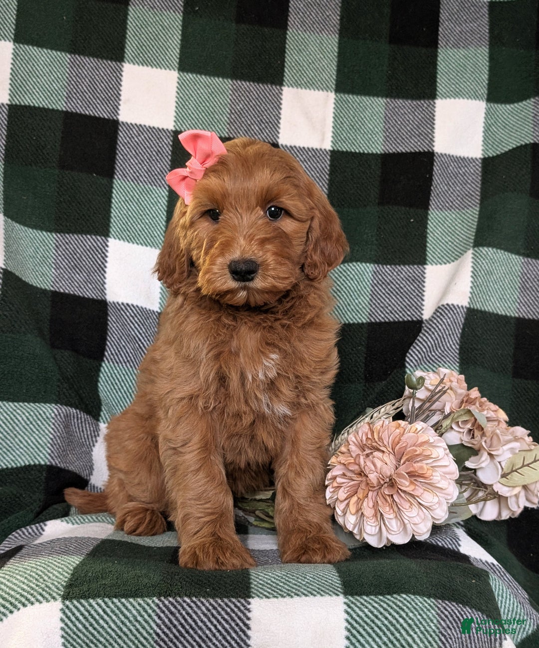 Mini Goldendoodle dogs for sale: Anabelle Hypoallergenic - Ad 1