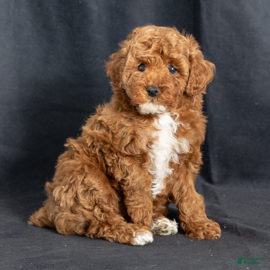 Miniature Poodle dogs for sale: Katrina - Ad 1