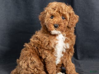 Miniature Poodle dogs Katrina - Ad 27