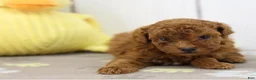 Miniature Poodle dogs for sale: Miniature Poodle Puppy 1 - Ad 1