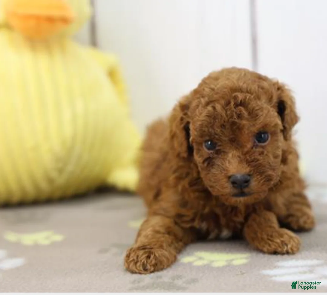 Miniature Poodle dogs for sale: Miniature Poodle Puppy 1 - Ad 1