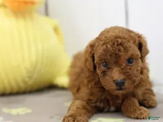 Miniature Poodle dogs Miniature Poodle Puppy 1 - Ad 17