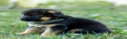 German Shepherd dogs for sale: Zeus - Ad 8