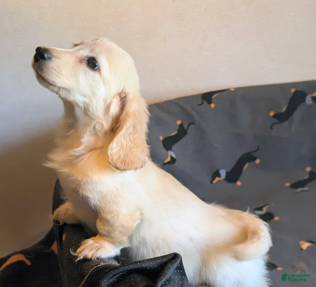 Miniature Dachshund dogs for sale: Watson  - Ad 1