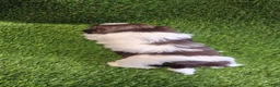 Shih Tzu dogs for sale: Shih Tzu 4 - Ad 4