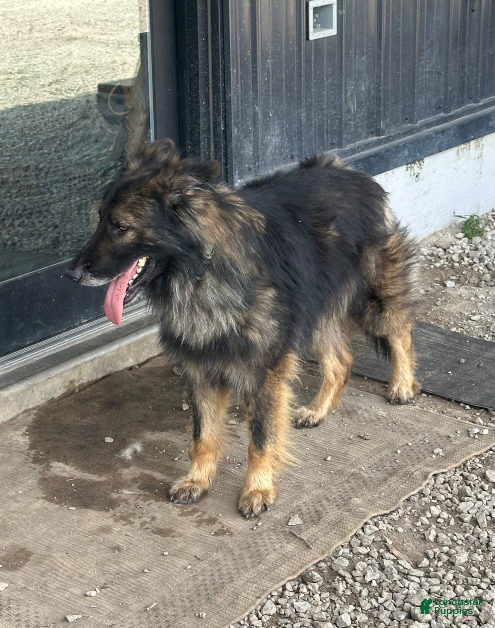 German Shepherd dogs German Shepherd 1 - Ad 1