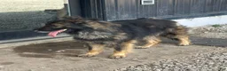 German Shepherd dogs for sale: German Shepherd 1 - Ad 1
