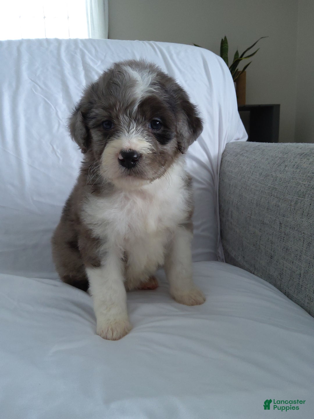Aussiedoodle dogs for sale: Danay - Ad 1