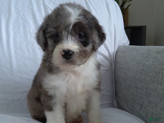 Aussiedoodle dogs Danay - Ad 25