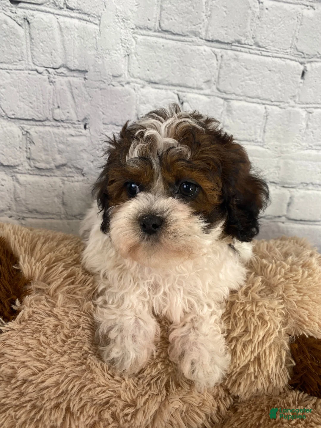 Shihpoo dogs for sale: Rocky - Ad 11